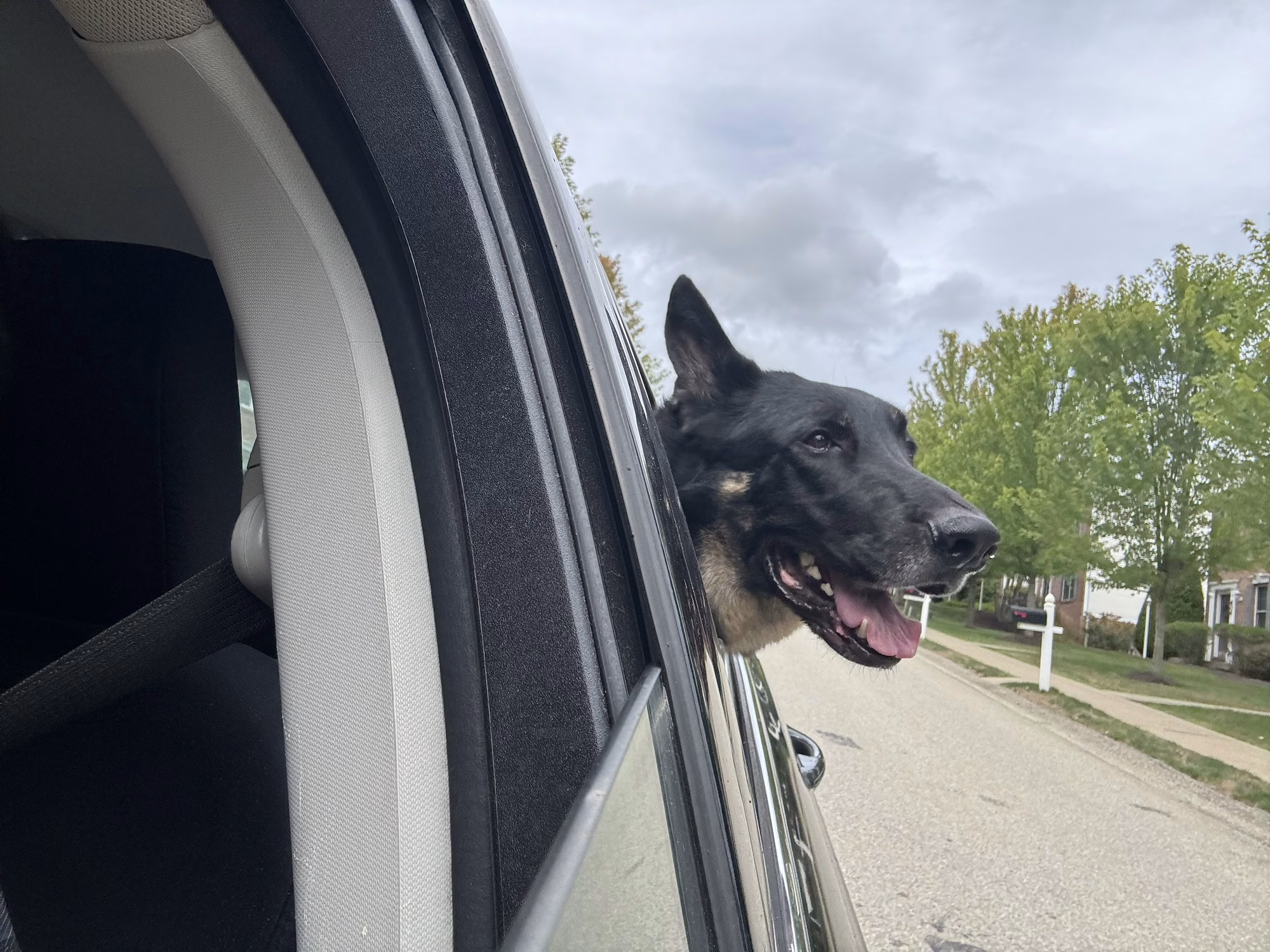 Randy with his head out the car window, ears back